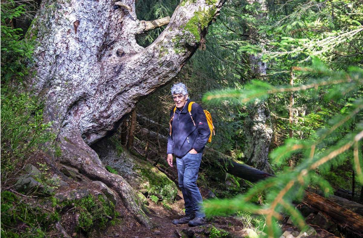 Naturschützer Wolf Hockenjos: Der alte Mann und der Wald
