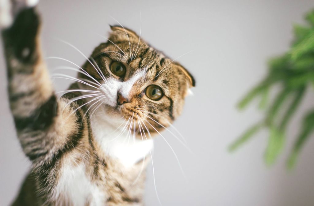 Tierquäler in Igling: Tote Katzen und Tauben gefunden – Tierschutzvereine setzen Belohnung aus