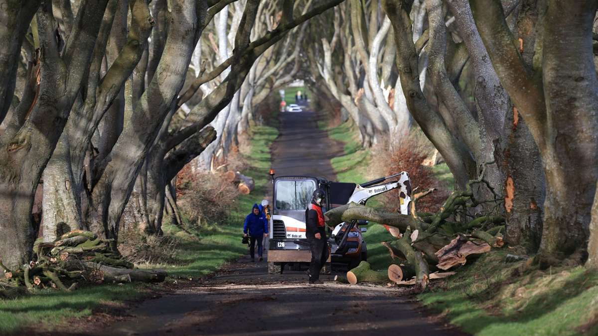 Sturm über Nordirland: Drei Bäume der „Game of Thrones“-Allee umgestürzt