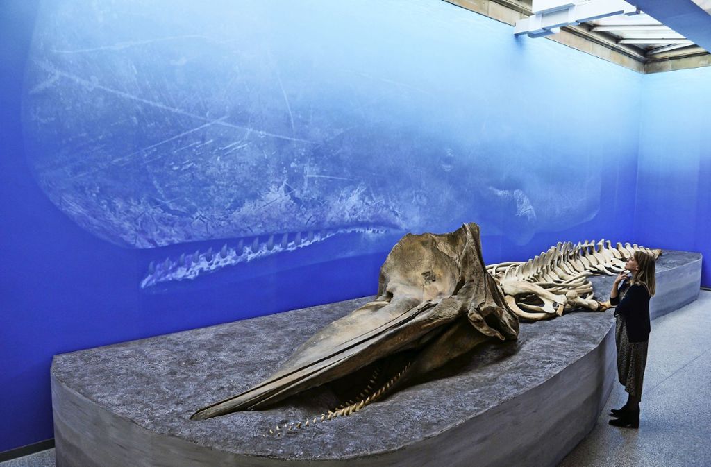 Naturkundemuseum bietet beeindruckende Einblicke in die Welt der Ozeane und ihrer größten Bewohner: Giganten der Meere in der Stadt