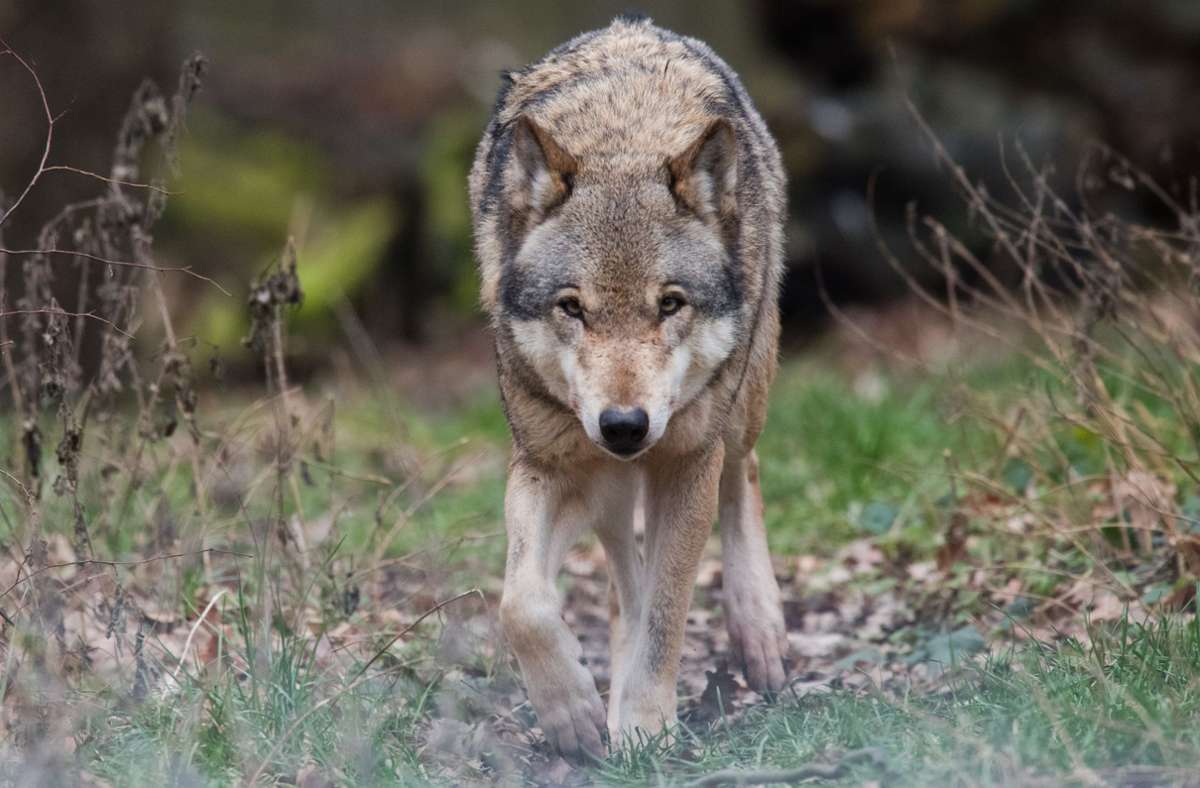 Rückkehr der Wildtiere in Baden-Württemberg: Der Wolf ist  für die Schäfer kein Feindbild mehr