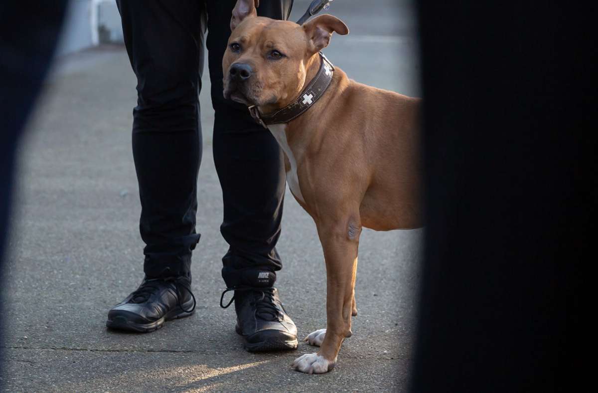 Wird für Hunde in der Landeshauptstadt bald eine höhere Steuer fällig? Foto: Lichtgut/Julian Rettig