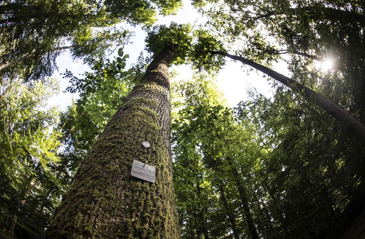 Immer mehr Friedwälder: Der Trend geht zur Baumbestattung