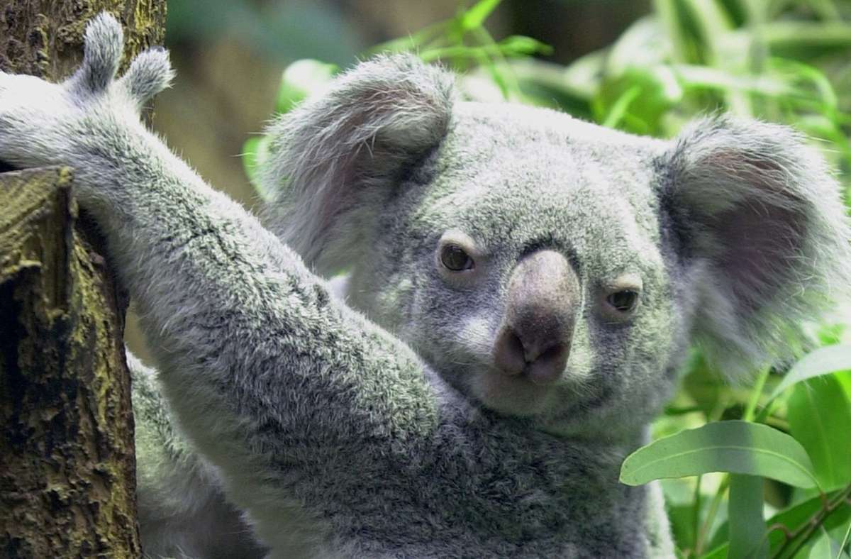 Stuttgart-Bad Cannstatt: Ende 2021 ziehen   die Koalas ein