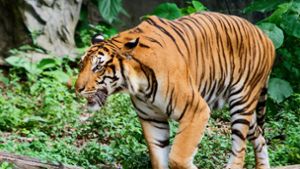 Tiger  beißt Tierpflegerin die Hand ab