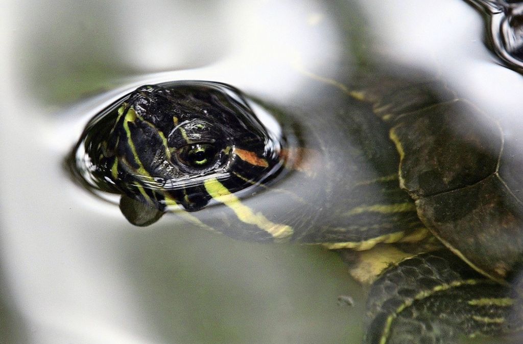 Die Rotwangenschildkröte lebt in allen Stuttgarter Seen.