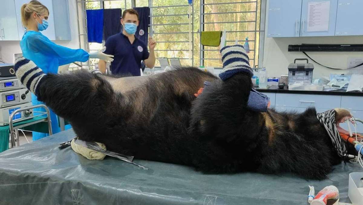 Ein Stuttgarter Tierarzt in Vietnam: Doktor für Gallenbären