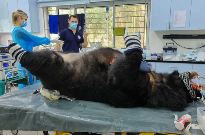Ein Stuttgarter Tierarzt in Vietnam: Doktor für Gallenbären