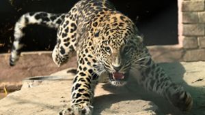Entlaufener Leopard verletzt sechs Menschen