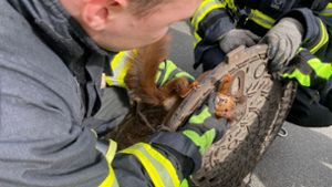 Feuerwehr rettet Eichhörnchen aus Gullydeckel