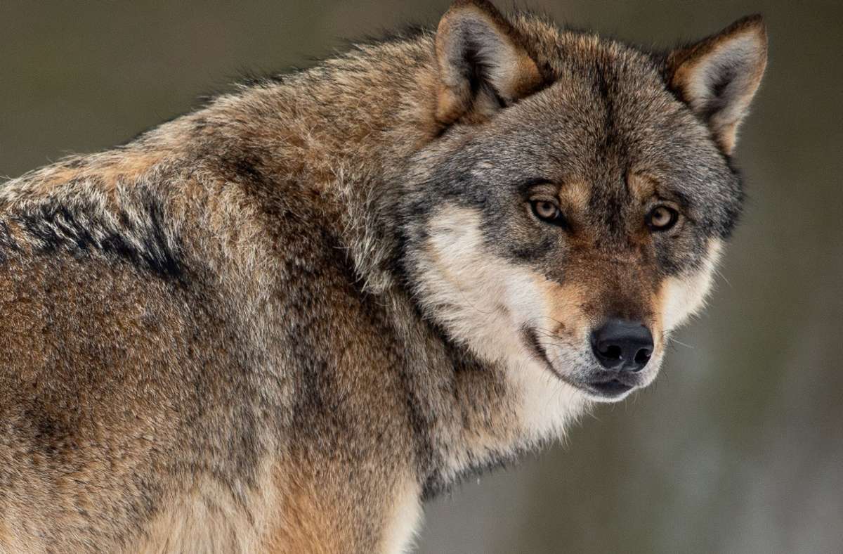 Wölfe in Frankreich: Ein Wolf auf Durchreise im Elsass