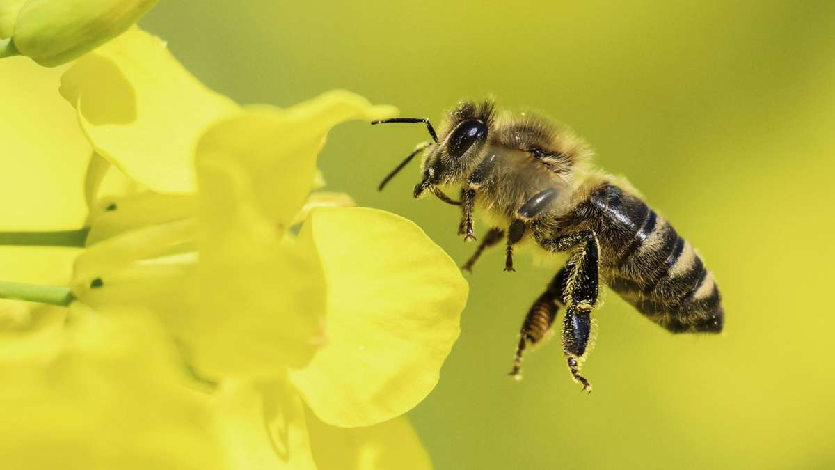 Imker aus Waiblingen gibt Tipps: Konkurriert die Wildbiene mit der  Honigbiene?