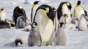 Eisschmelze bedroht Ikonen der Antarktis