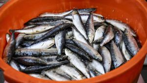 Verdorbener Fisch in französischer Bar – eine Tote und zehn Vergiftete