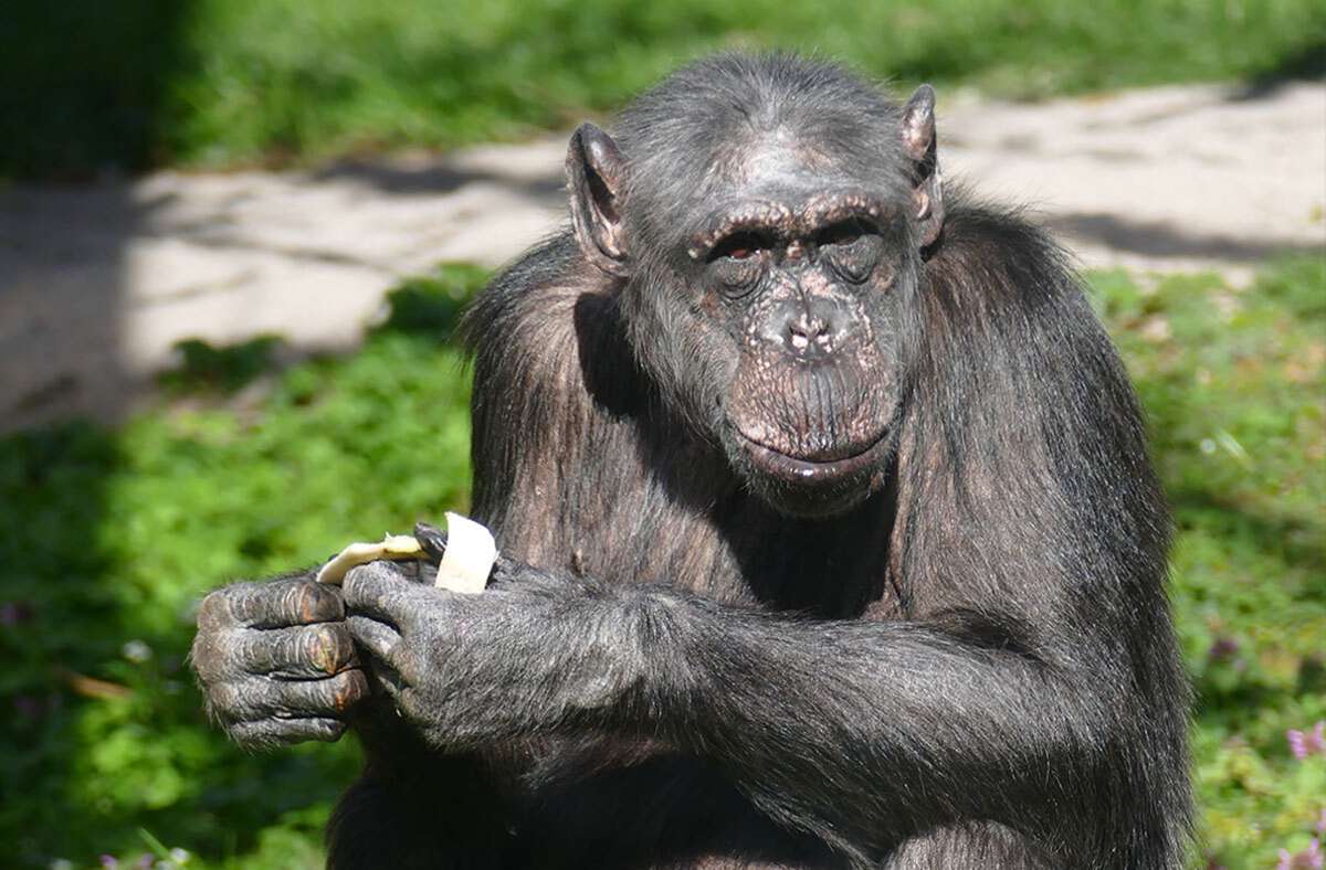 Zoo trauert um Schimpansenoma: Heidelberg trauert um „wilde Hilde“