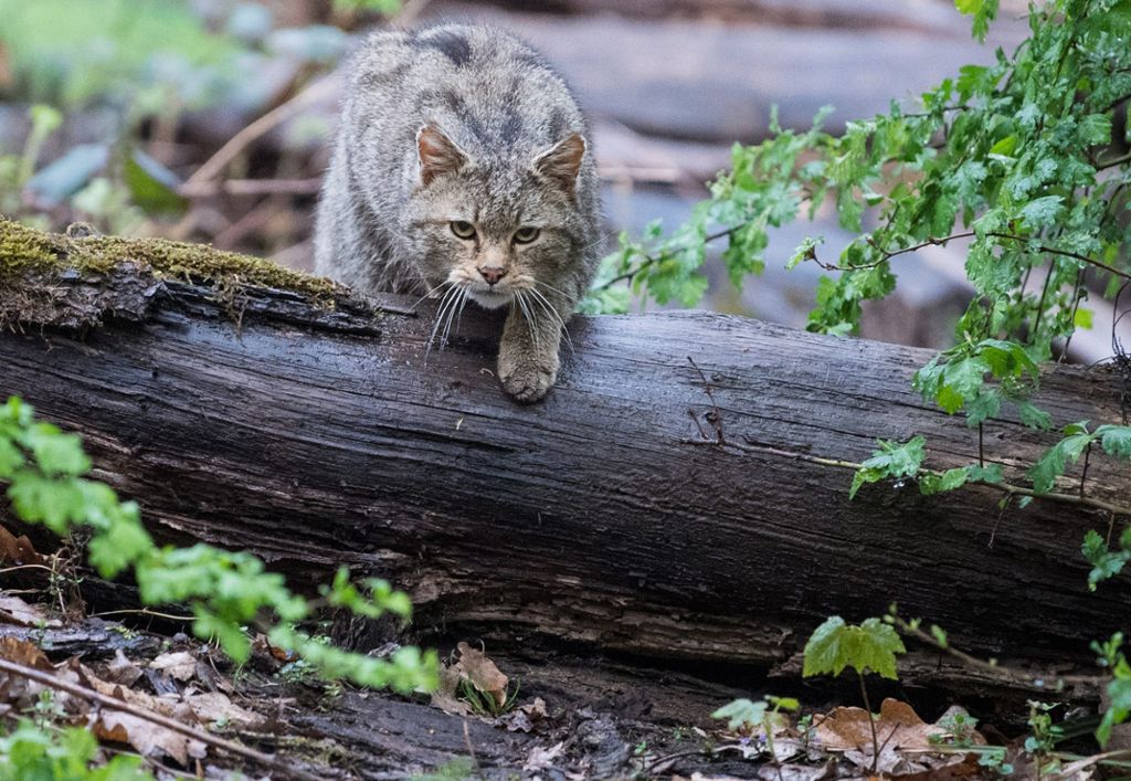 2006 und 2007 wurde das Tier erstmals wieder in Baden-Württemberg nachgewiesen: Land pflanzt Trüffelbäume für Europäische Wildkatze