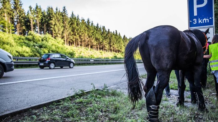 Verkehrsteilnehmer fangen Pferd auf Überholspur der A5 ein
