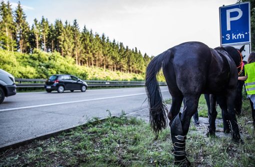 Das Pferd konnte schließlich wieder eingefangen werden. (Symbolbild) Foto: imago images / onw-images/Markus Brandhuber