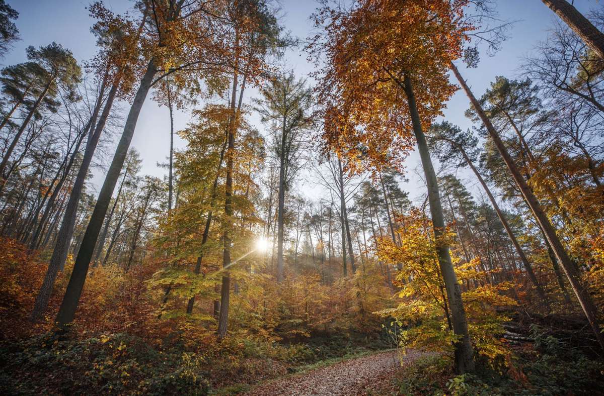 Baden-Württemberg: Herbstbilanz: Sehr sonnig, aber kühl