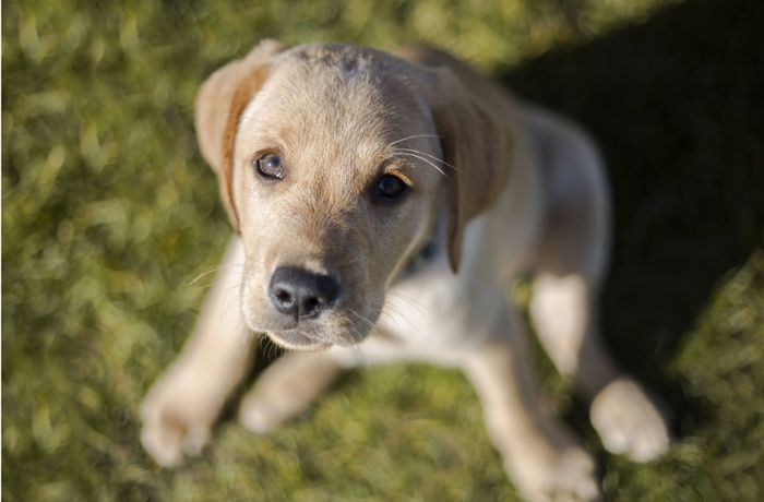 Coronavirus und die Liebe zum Haustier: Auf den Hund gekommen