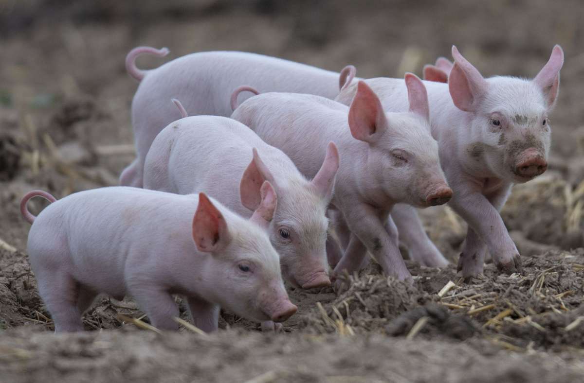 Unfall in Bayern: Schweinetransporter kippt um - 700 Ferkel tot