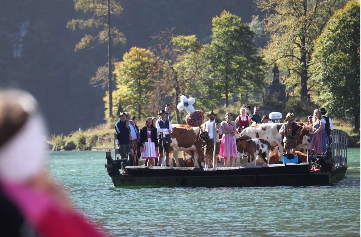 Almabtrieb am Königssee: Kurioser Anblick: Kühe kommen per Schiff heim