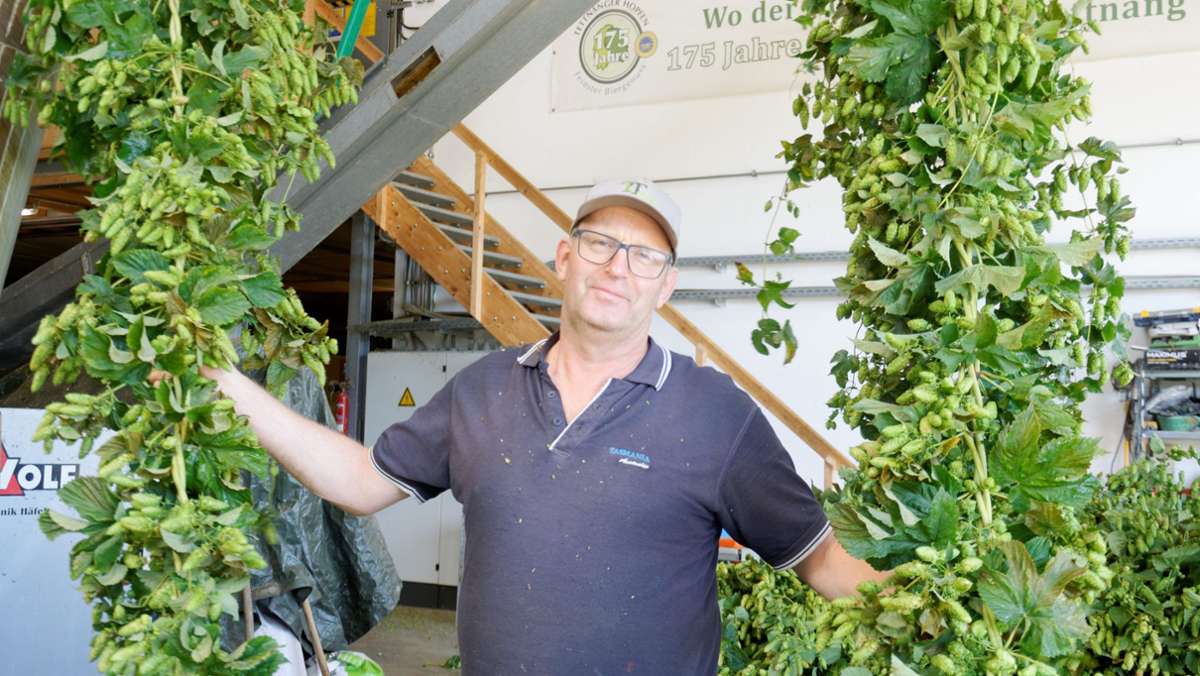 Hopfenanbau am Bodensee: Dem „grünen Gold“ droht Ungemach