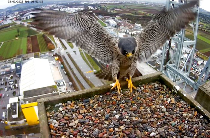 Erste Bewohner im Fellbacher Hochhaus: Falken auf Dauer im Tower