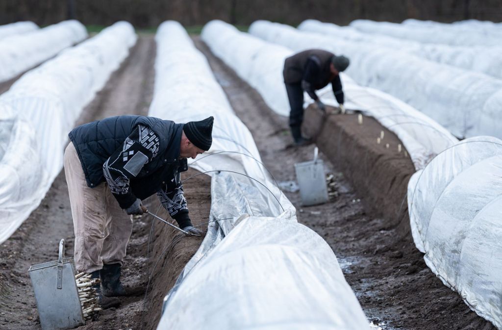 Ernte in Zeiten von Corona: Klöckner: „Werden auf Saisonarbeiter nicht verzichten können“