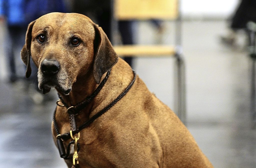 In den Flugblättern sollen 1000 Euro für die Tat versprochen worden sein: Unbekannter bei Karlsruhe fordert in Flugblatt Tod eines Hundes