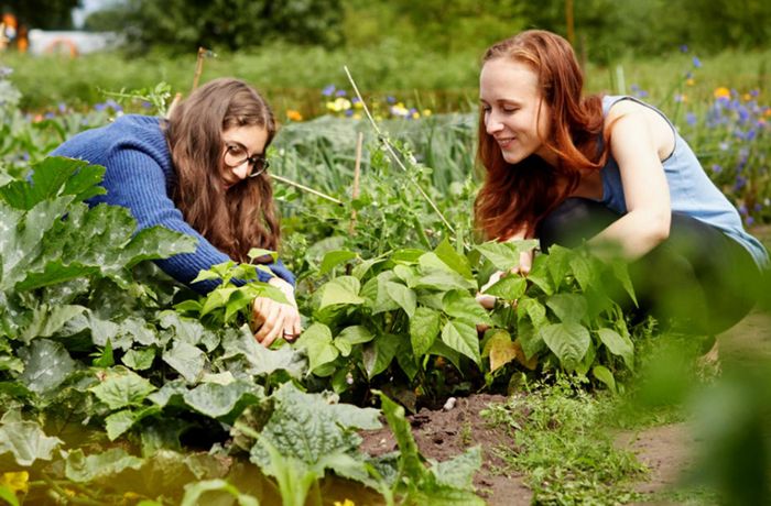 Felder in Stuttgart: Es gibt noch Gemüsegärten zur Miete