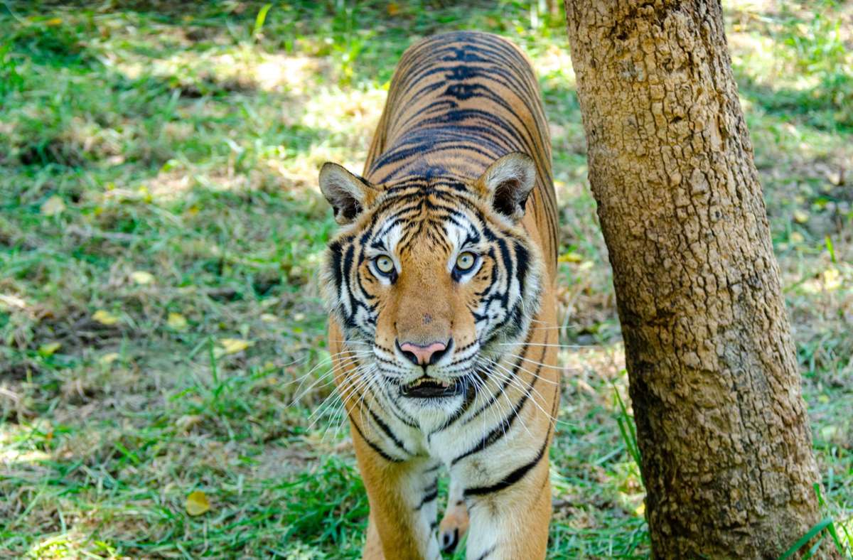 Vorfall in Indien: Mutter rettet Sohn mit bloßen Händen vor tödlichem Tigerbiss