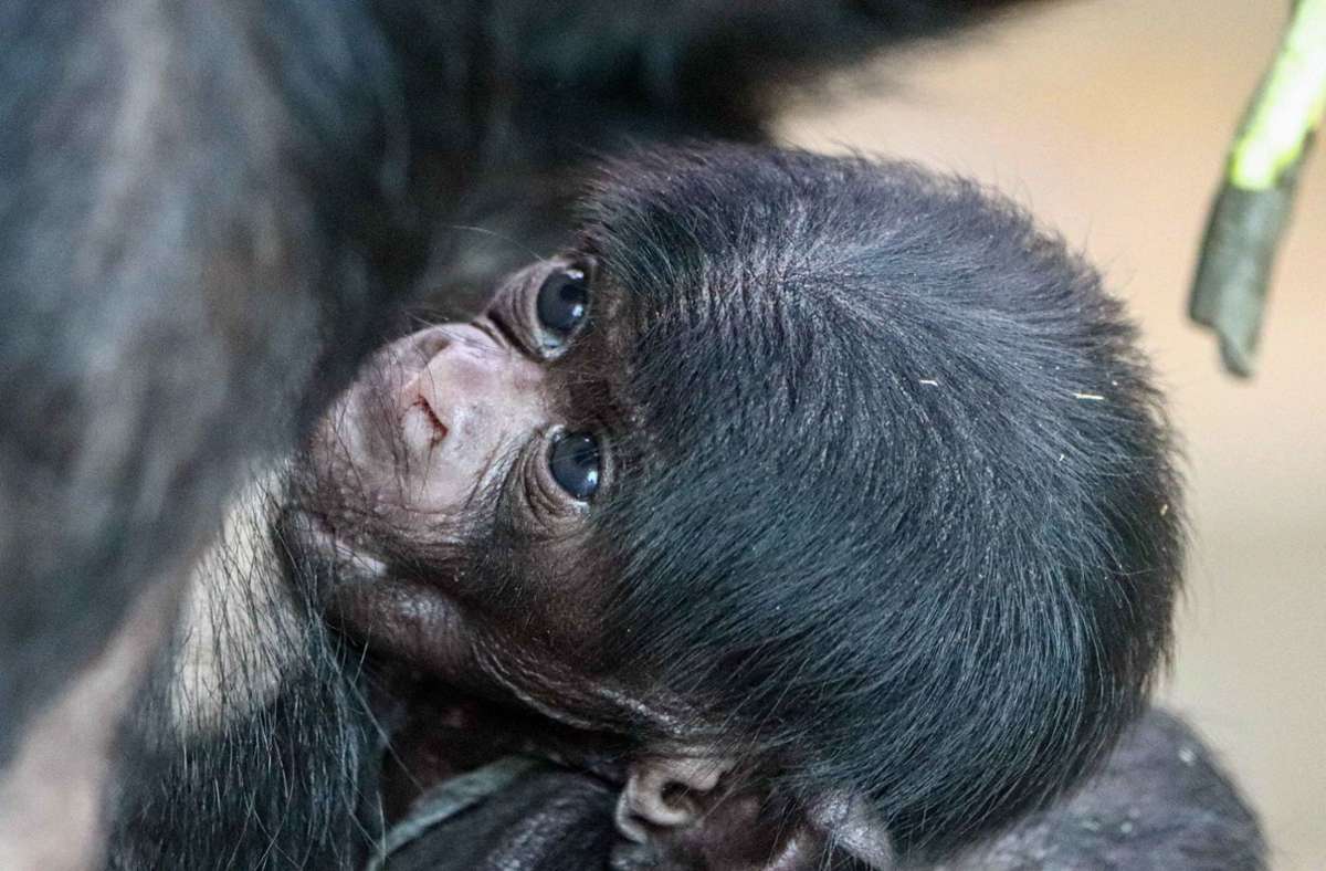 März: Im Frühling konnte sich die Wilhelma gleich doppelt über Nachwuchs in der Bonobo-Anlage freuen. Die Menschenaffen-Weibchen Bikita und Banbo brachten ihre Neugeborenen ohne Probleme zur Welt.