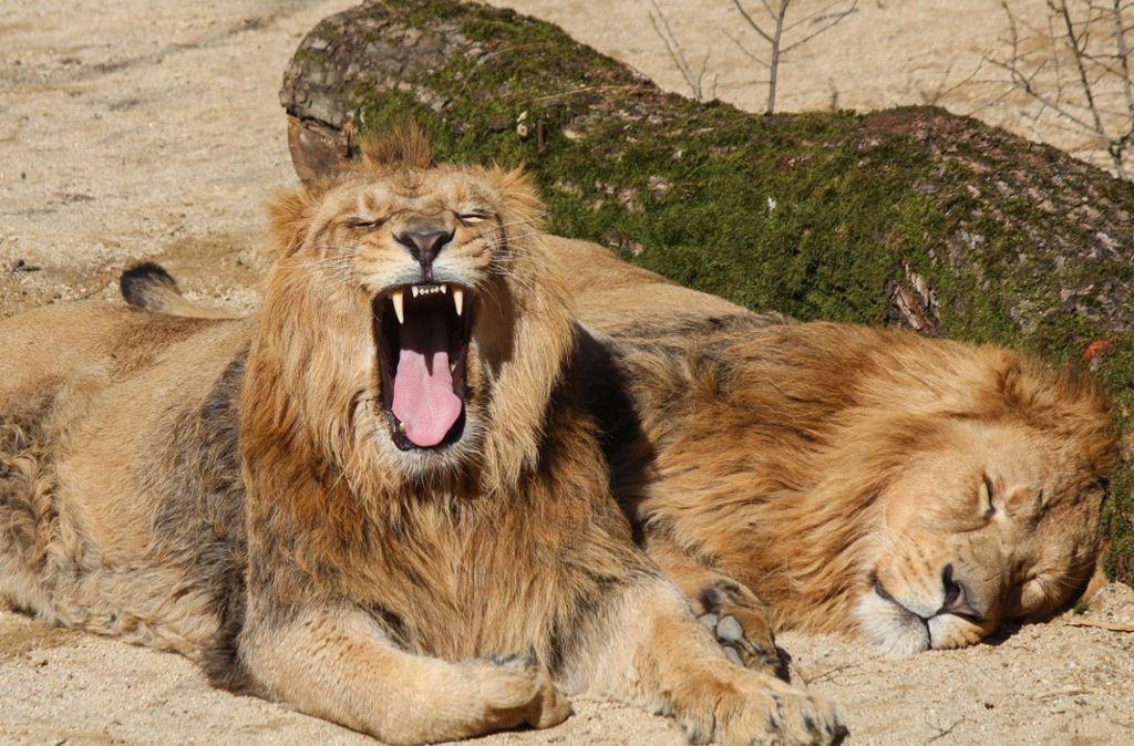 Mit den Asiatischen Löwen Shapur und Kajal ist 2017 eine äußerst seltene Unterart der großen Raubkatzen in die Wilhelma eingezogen. Foto: Wilhelma Stuttgart