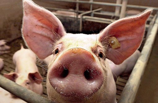 Durch die zu häufige Verwendung von Antibiotika in der Tiermast bilden sich vermehrt Resistenzen – bei Menschen und Tieren. Foto: / dpa//Matthias Schrader