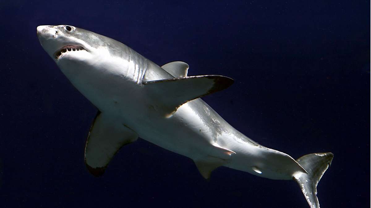 Vor Südküste Australiens: Teenager stirbt nach Hai-Angriff