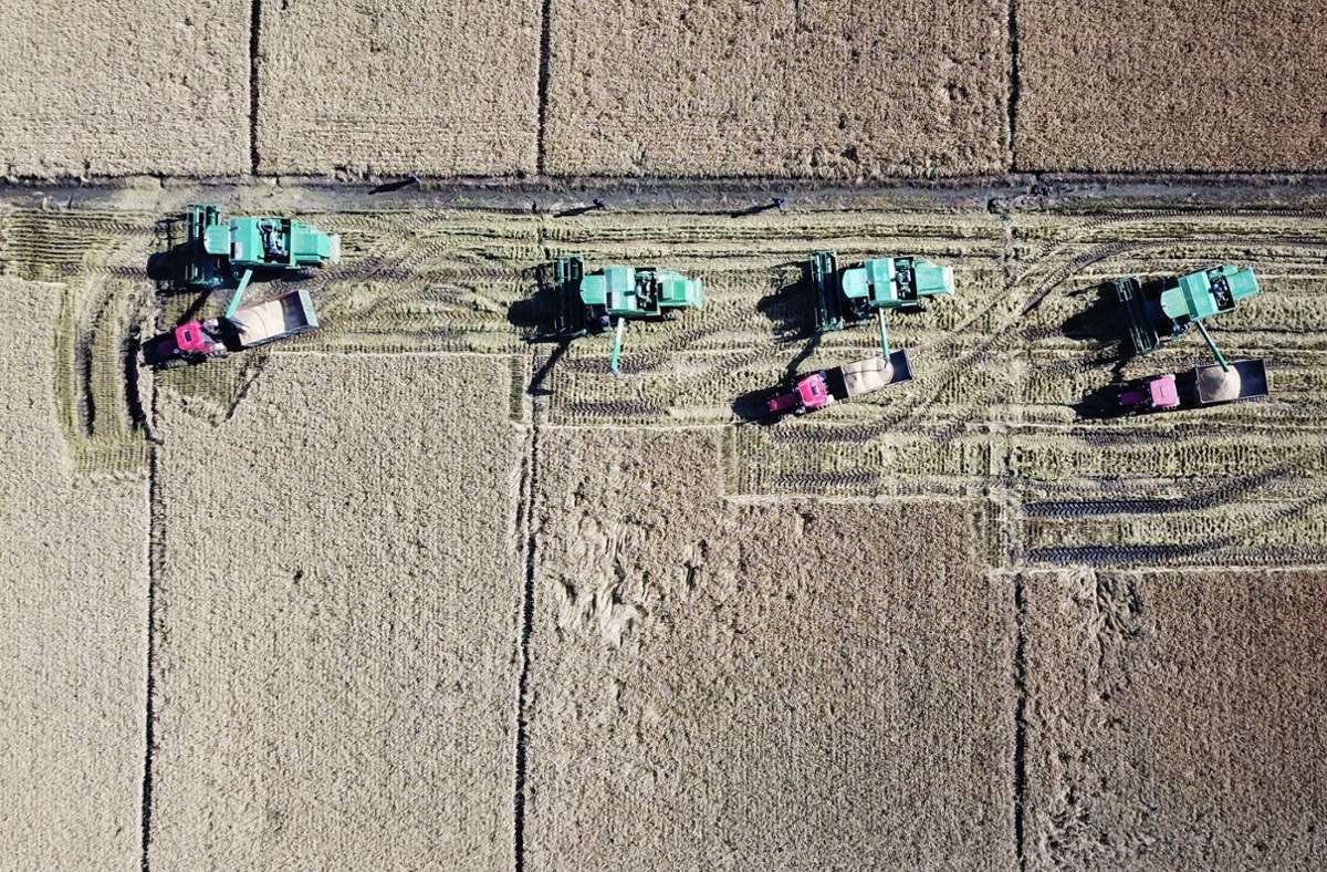 Landwirtschaftliche Maschinen fahren während der Ernte auf einem Reisfeld in der nordostchinesischen Provinz Heilongjiang, die auch als Chinas „Getreidescheune“ bekannt ist. Foto: Wang Jianwei/XinHua/dpa