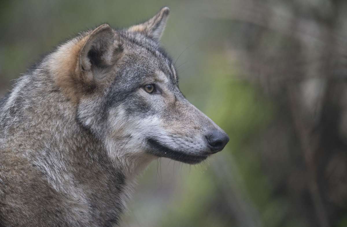 Baden-Württemberg: Nur noch drei Wölfe streunen dauerhaft durch die Wälder