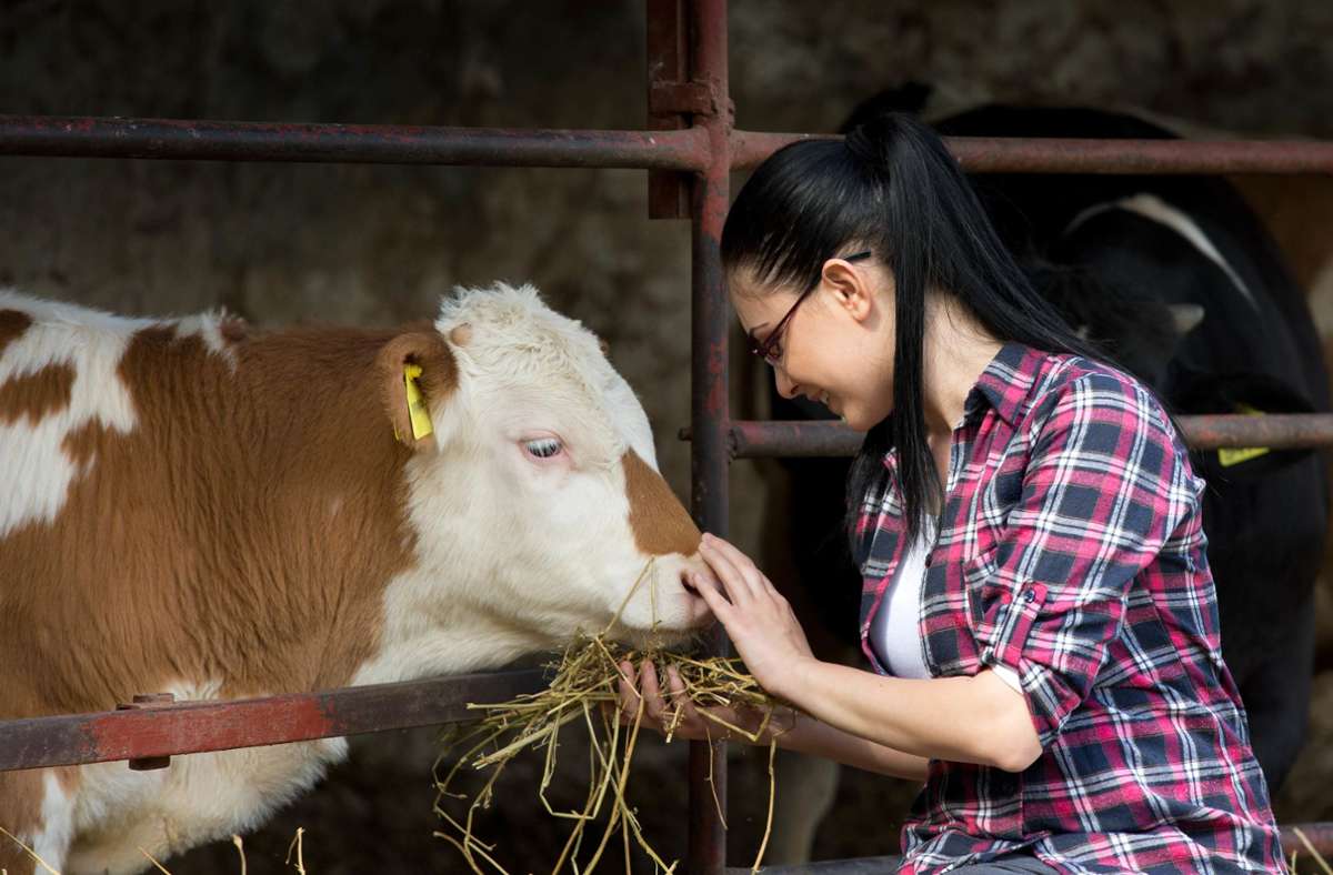 Wohlbefinden von Tieren: Was es bewirkt, mit  Rindern zu reden
