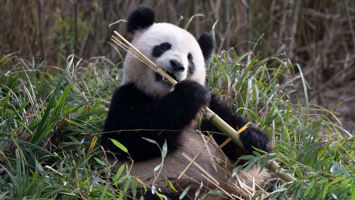 Tiere: Anzeichen für Pandaliebe: Berliner Pandas kurz vor Paarung