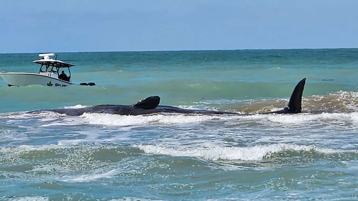 Meerestiere: Gestrandeter Pottwal stirbt vor Floridas Küste