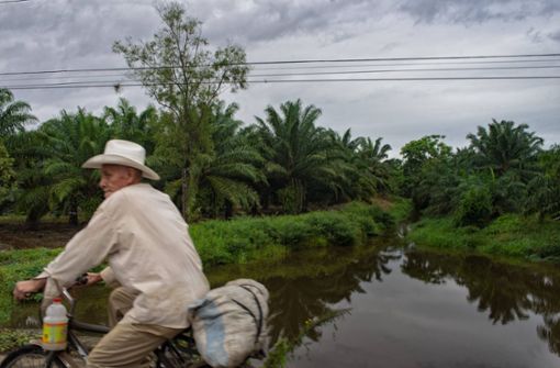 Palmöl-Plantagen wie hier in Honduras entstehen meist dort, wo zuvor Regenwald war. Foto: imago//Juan Carlos