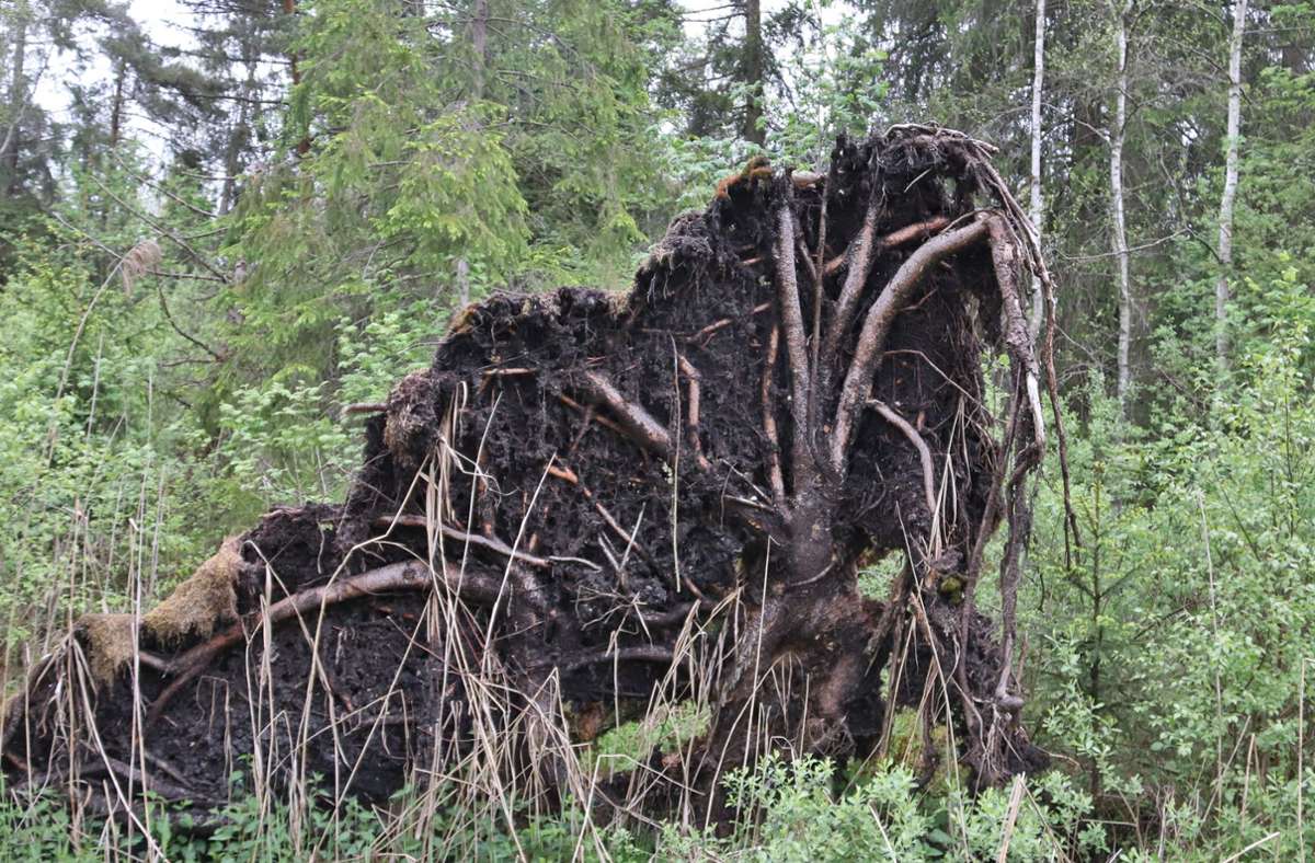 Die Wurzeln eines umgestürzten Baums