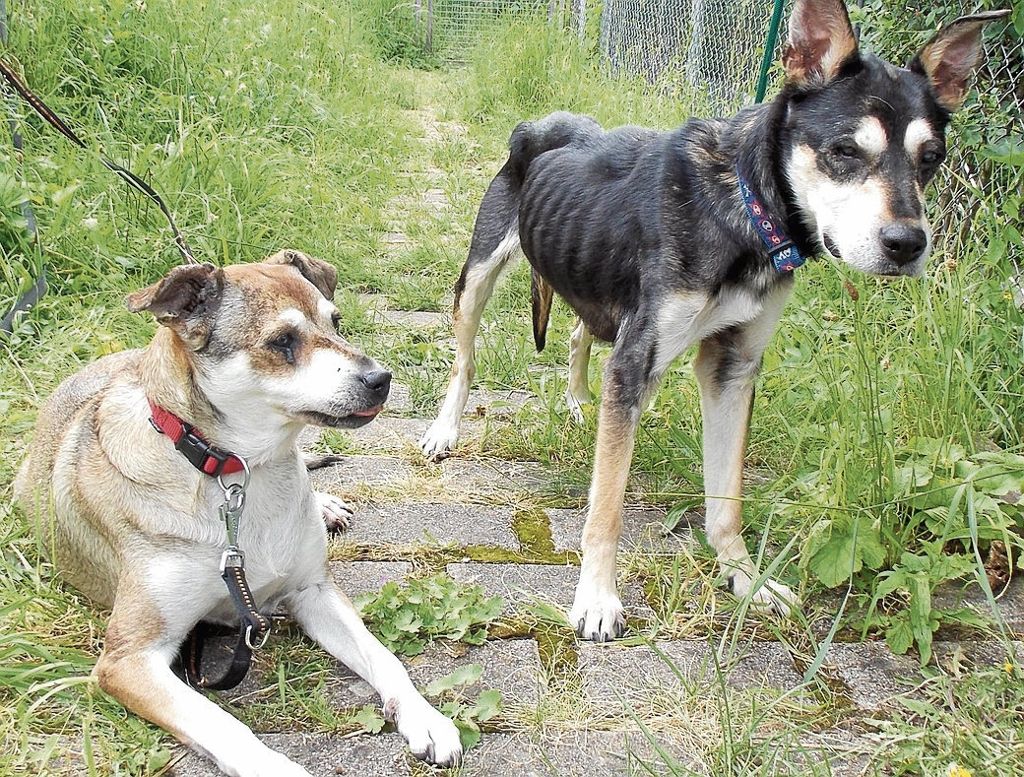 Nur noch Fell und Knochen: Diese Hunde wurden Ende Juni schwer krank an der Haltestelle Neckarstraße ausgesetzt. Gipsy hat Diabetes, Cappu Tumore.