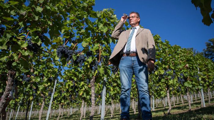 Peter Hauk will Weinbauern wegen Wetterextreme helfen