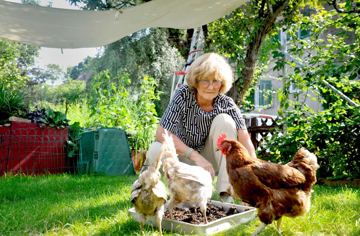 Tierhaltung in  Stuttgart: Jeden Tag  frische Eier –  wie Hühner die Stadt erobern
