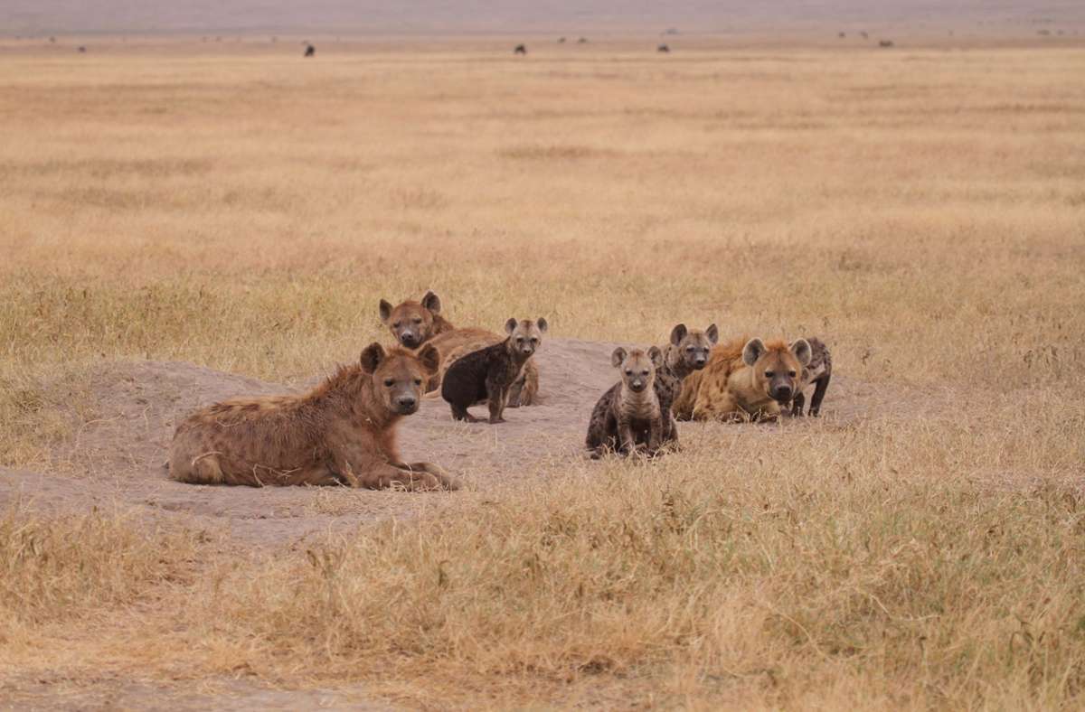 Beobachtungen bei Hyänen: Wer viel Stress hat, hat bei den Damen schlechtere Chancen