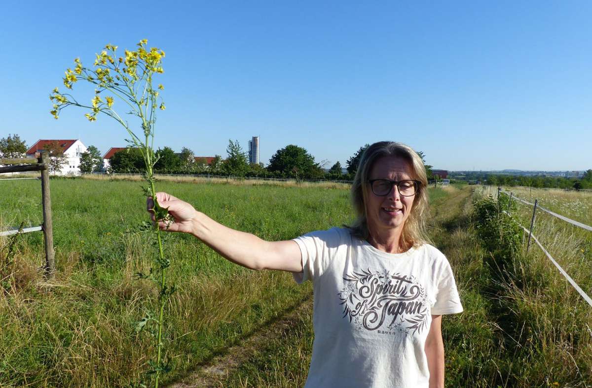 Jakobskreuzkraut in Fellbach: Eine Giftpflanze auf dem Vormarsch