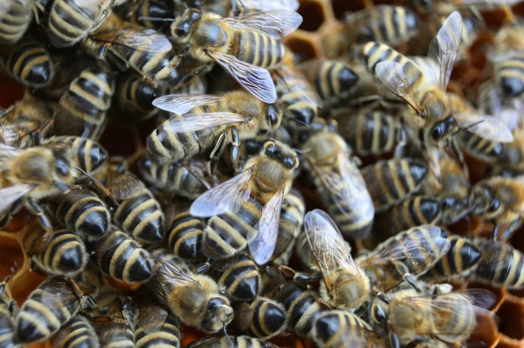 Ausgebüxter Bienenschwarm erschreckt Passanten