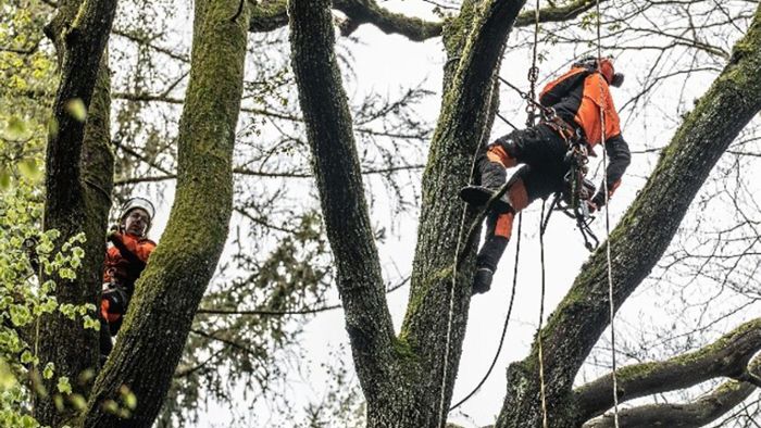 Kletterer retten alte Bäume